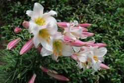 Regal Lily