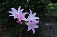 Amaryllis Belladonna