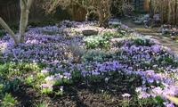 A Carpet of Crocuses