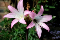 Amaryllis Belladonna