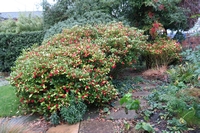 Skimmia