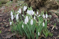Snowdrops