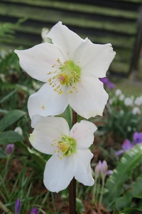 Helleborus Niger