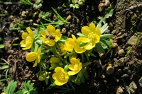 Aconite
