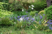 Bluebells & Peony