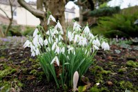 Snowdrops