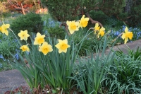 Daffodils