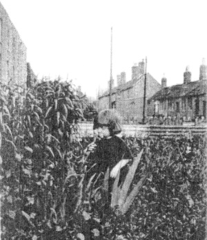 Hazel & Spring Gardens