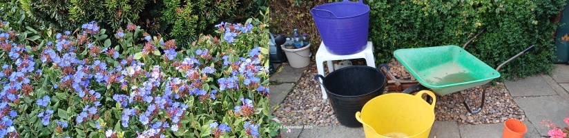 Ceratostigma Plumbaginoides & shower collection