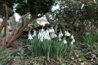Snowdrops